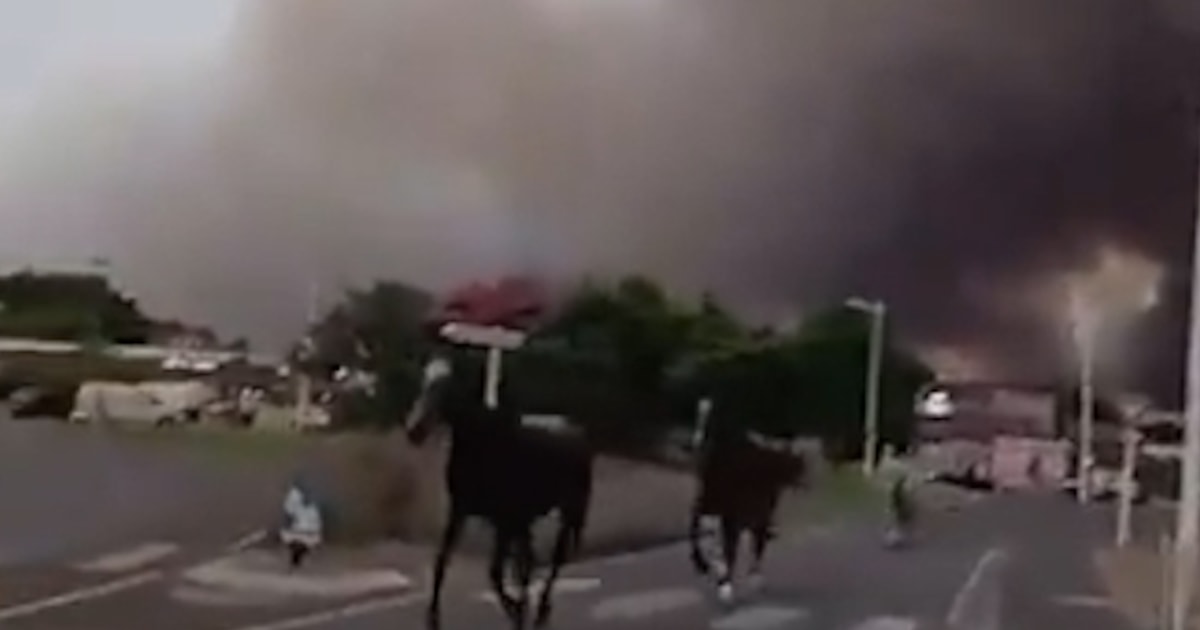 Cavalos fogem da fumaça enquanto incêndio se espalha no sul da França