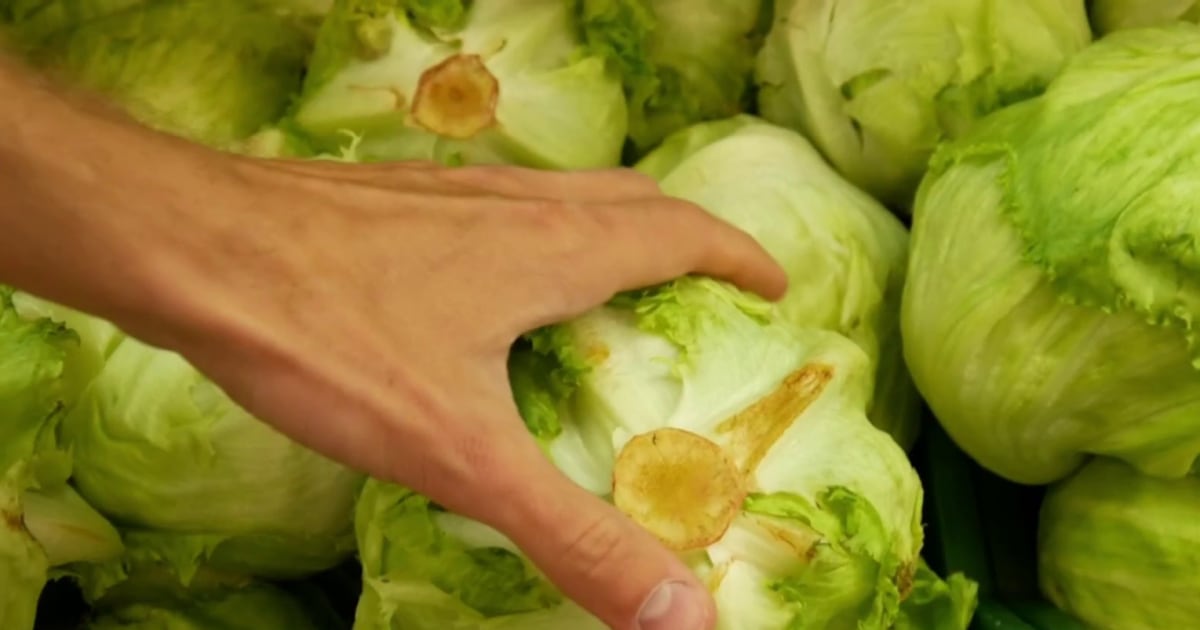 Coverage image for: First deaths from lettuce-linked outbreak