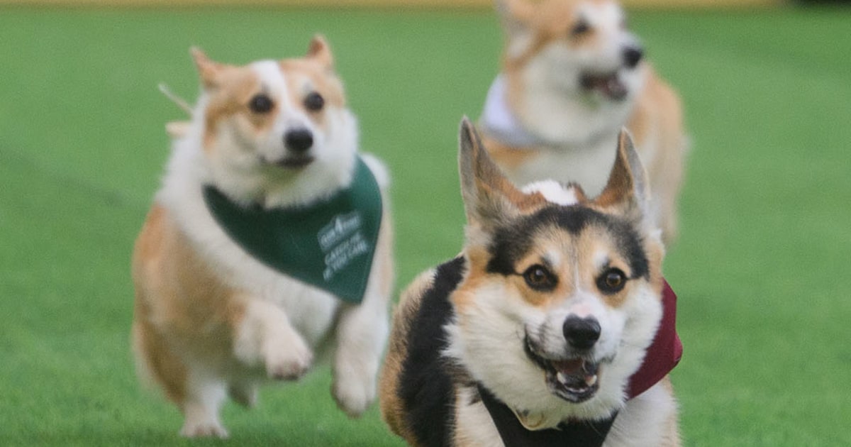 Chó Corgi từ tám quốc gia đua nhau tại Lithuania