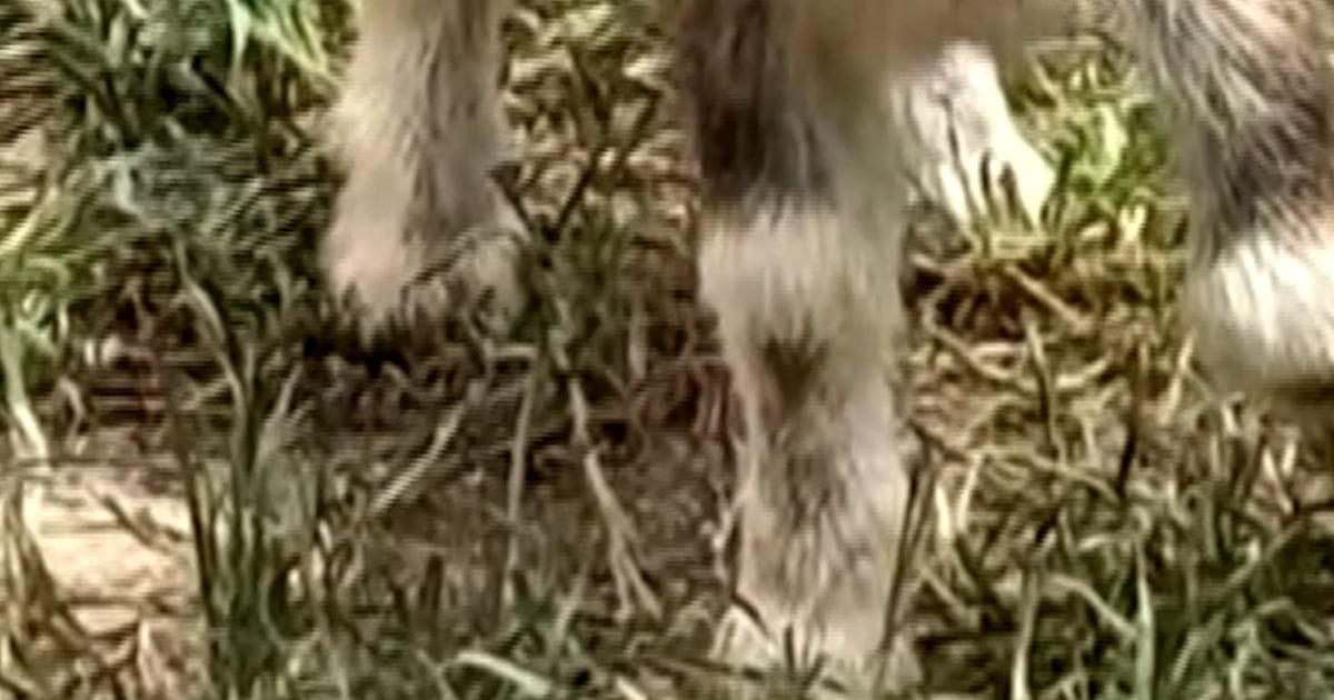 Baby goats spark rabies fears in North Carolina