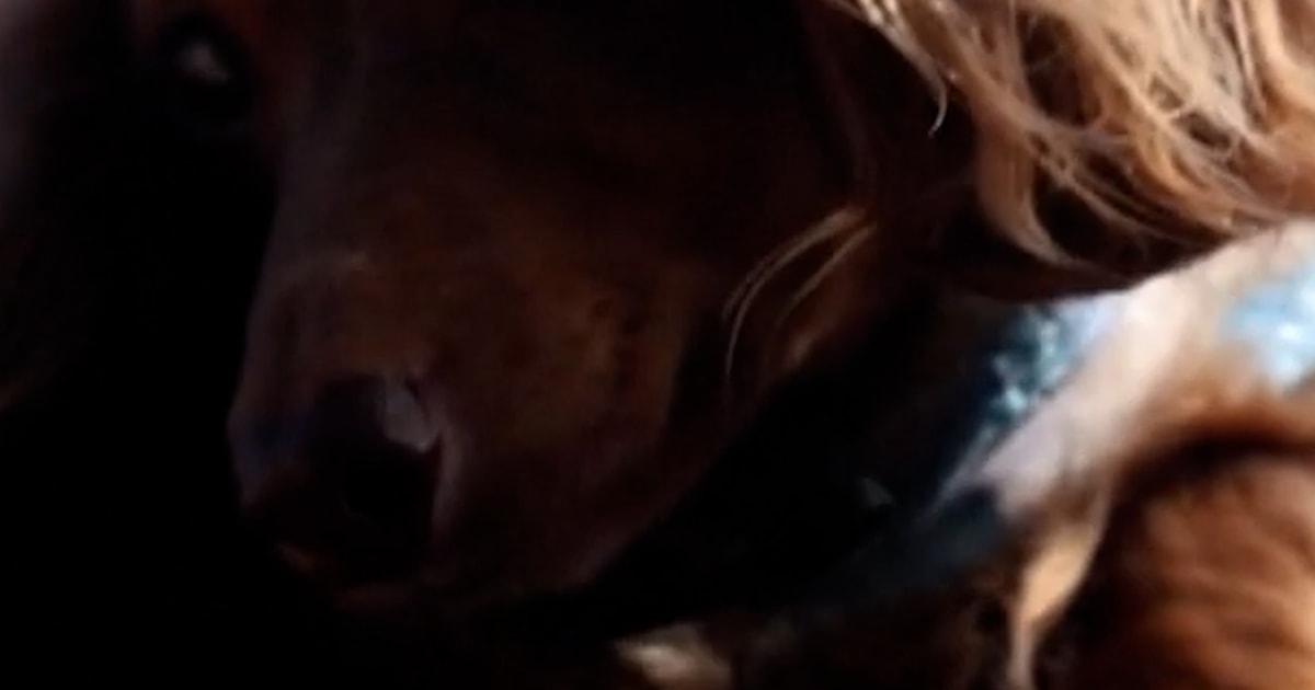 Dachshunds rule Paris Fashion Week, no contest
