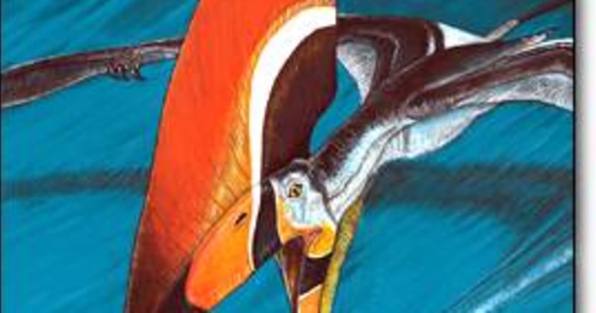 Fossil reveals a new view of flying reptiles