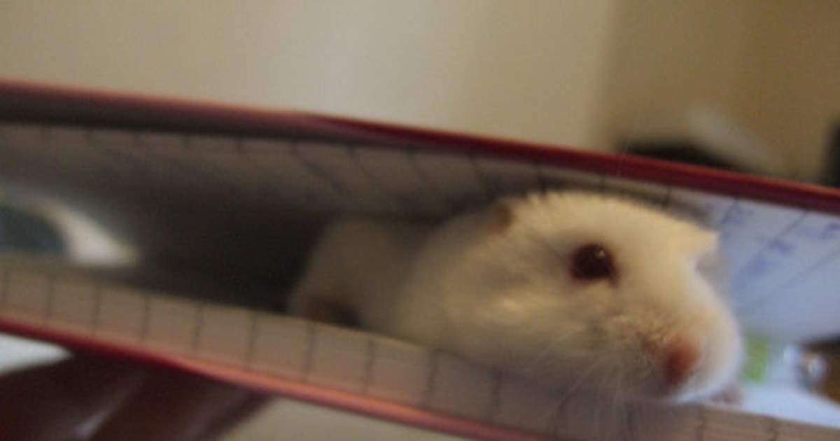 Challenge build a better hamster trap