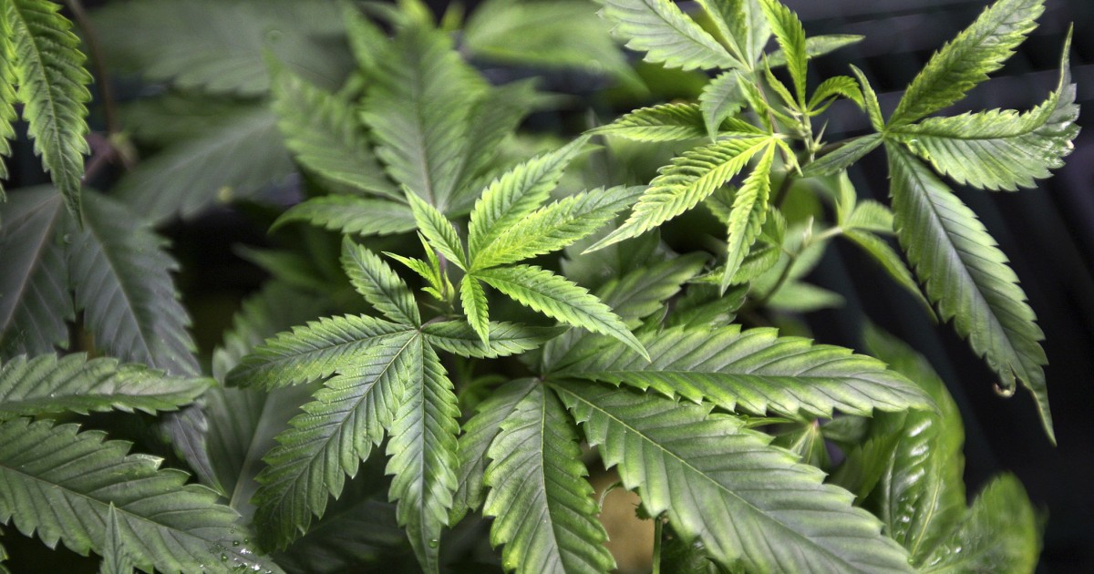 Alaska TV reporter quits on air to run marijuana organization