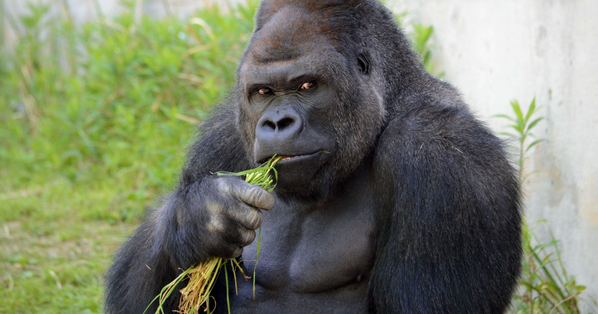 Meet the hunky gorilla taking over your timeline