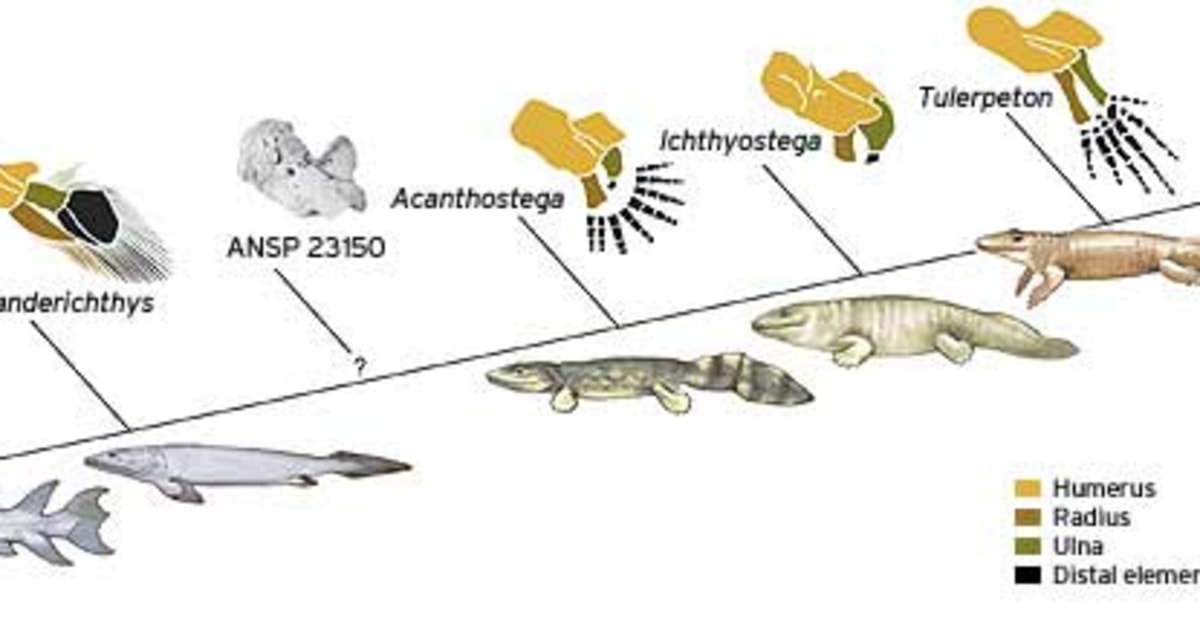 Evolution of fish to amphibians is there evidence of limbs growing from