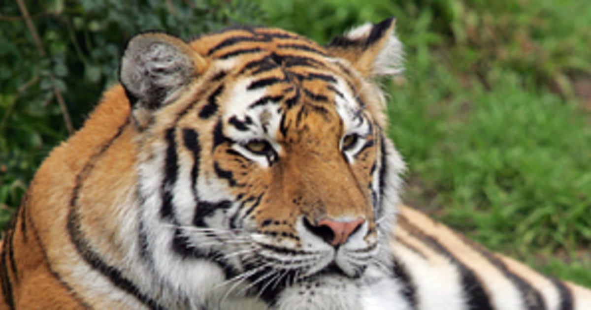 Tiger Attack Victim Admits Taunting Police Say