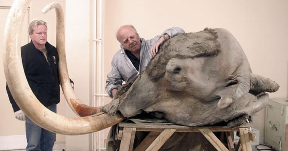 The last mammoths in Siberia were American