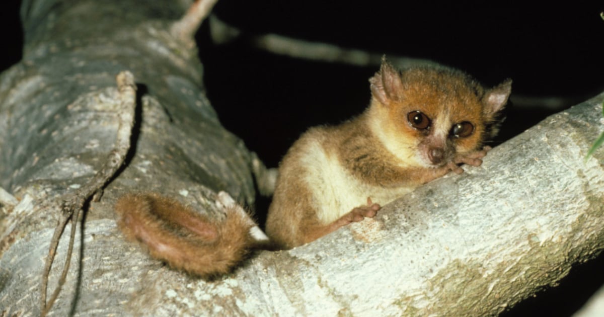 Half of primates on extinction path, experts say