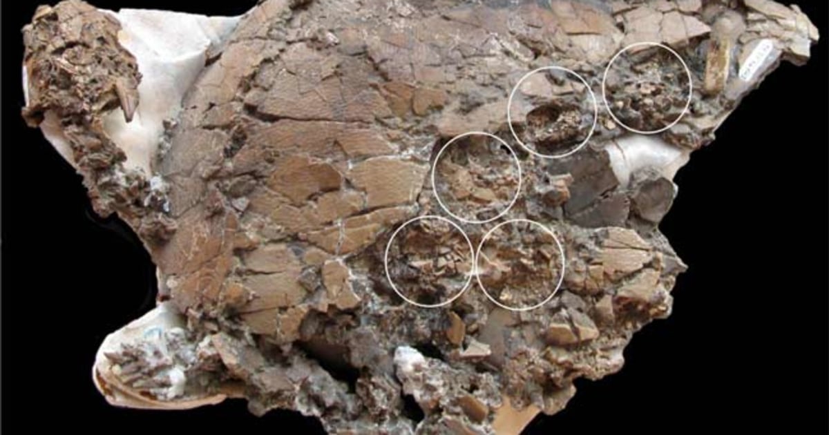 Fossil of ancient turtle with her eggs discovered