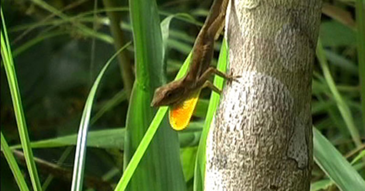 Jamaican Lizards Work Out At Dusk And Dawn