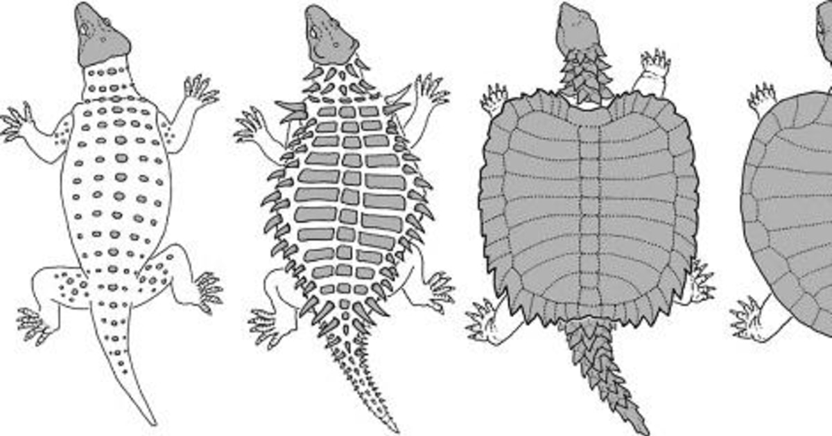 How the turtle got its shell
