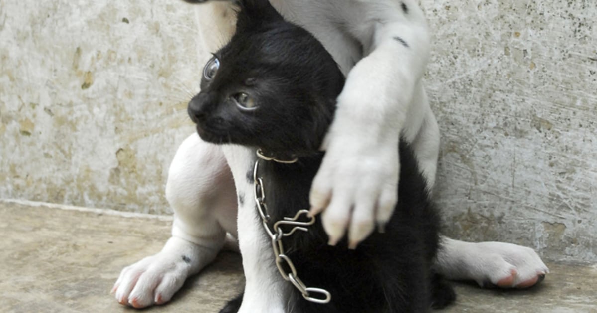 Animals have personalities, too