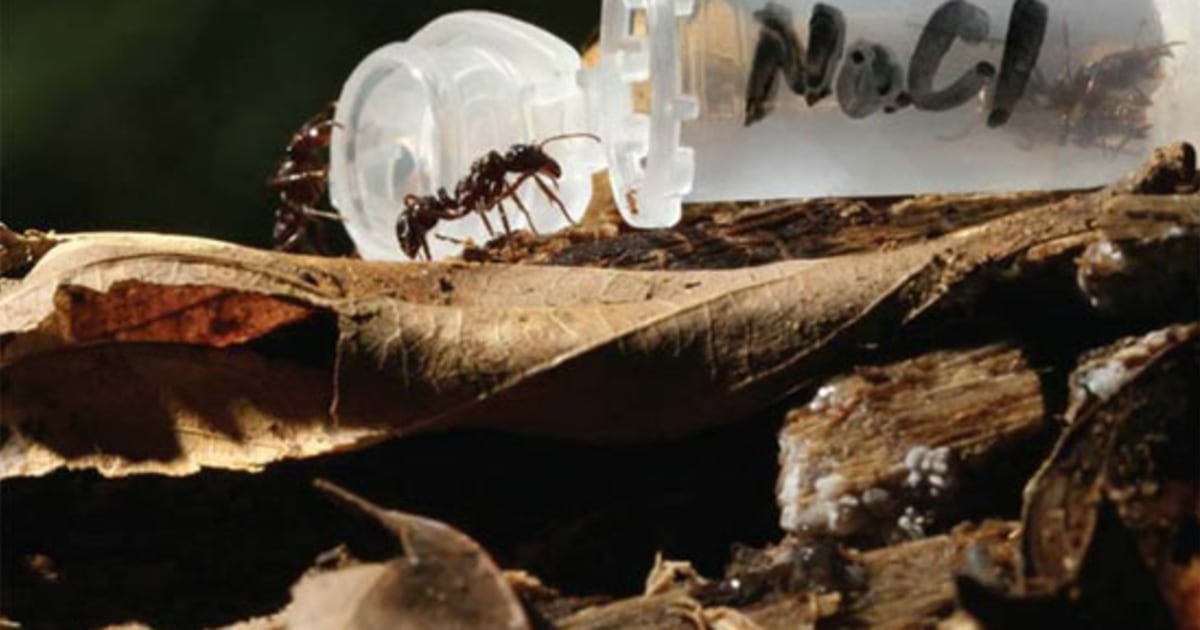 Ants prefer salty snacks to sweet stuff