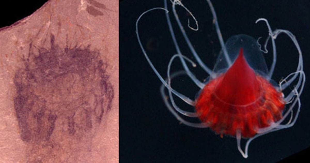 Rocks reveal oldest known jellyfish fossils