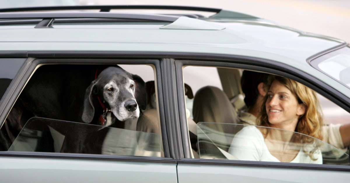 Progressive car insurance adds pet coverage