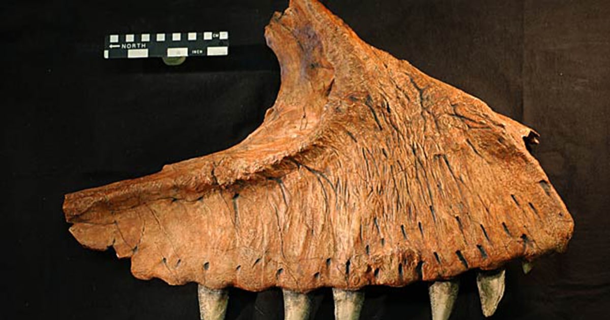 carcharodontosaurus fossil