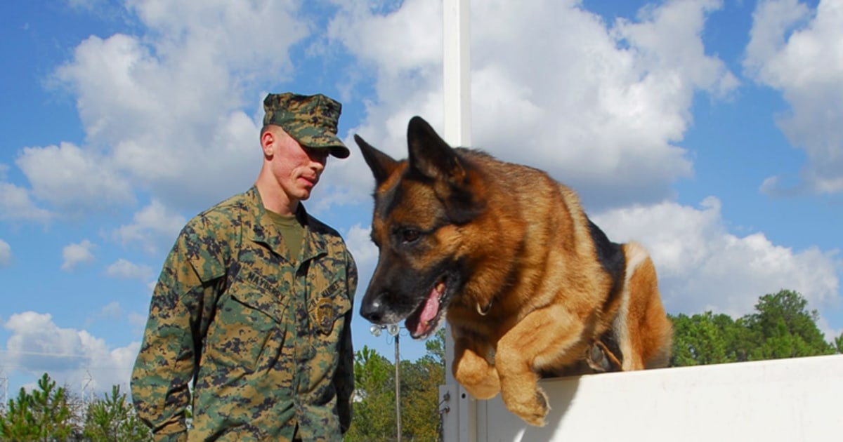 Los Angeles Rams - Happy #InternationalDogDay to Cooper Pupp! Pupp is  training with Shelter to Soldier to become a pawesome service dog for a  deserving veteran! 