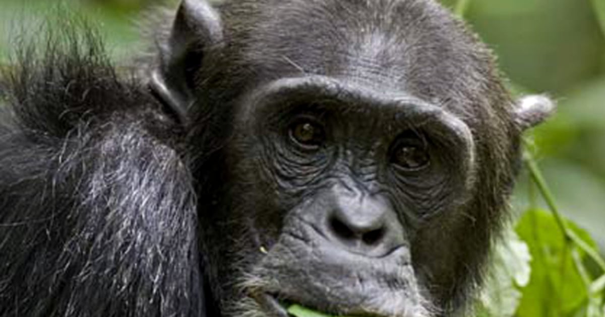 Why chimps eat dirt