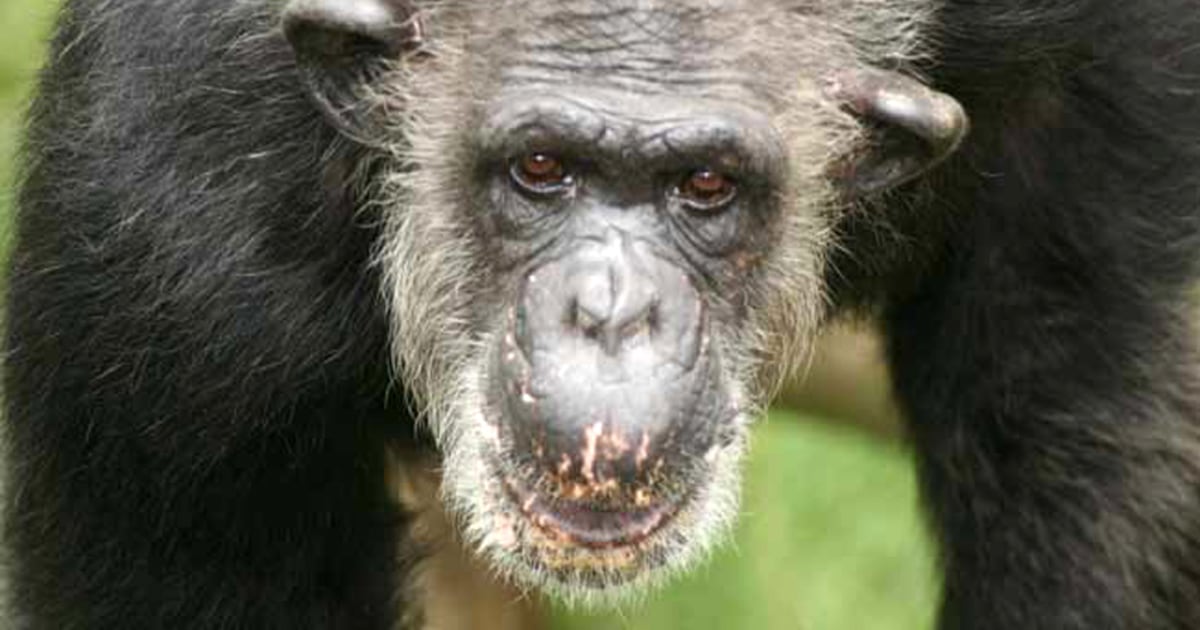 Chimps show reluctance to barter