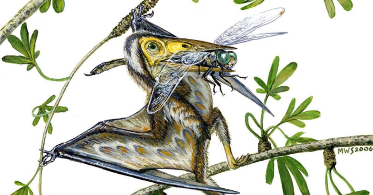 Researchers find dinky flying reptile fossil