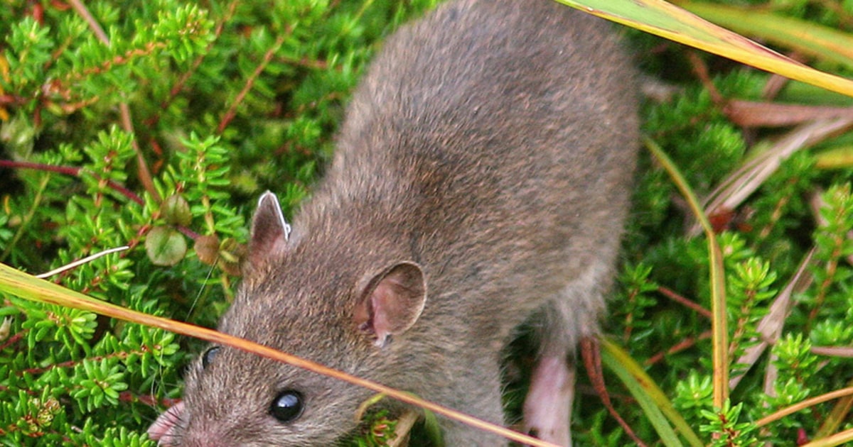 Puerto Rico Rats Rats wreak havoc on island ecosystems