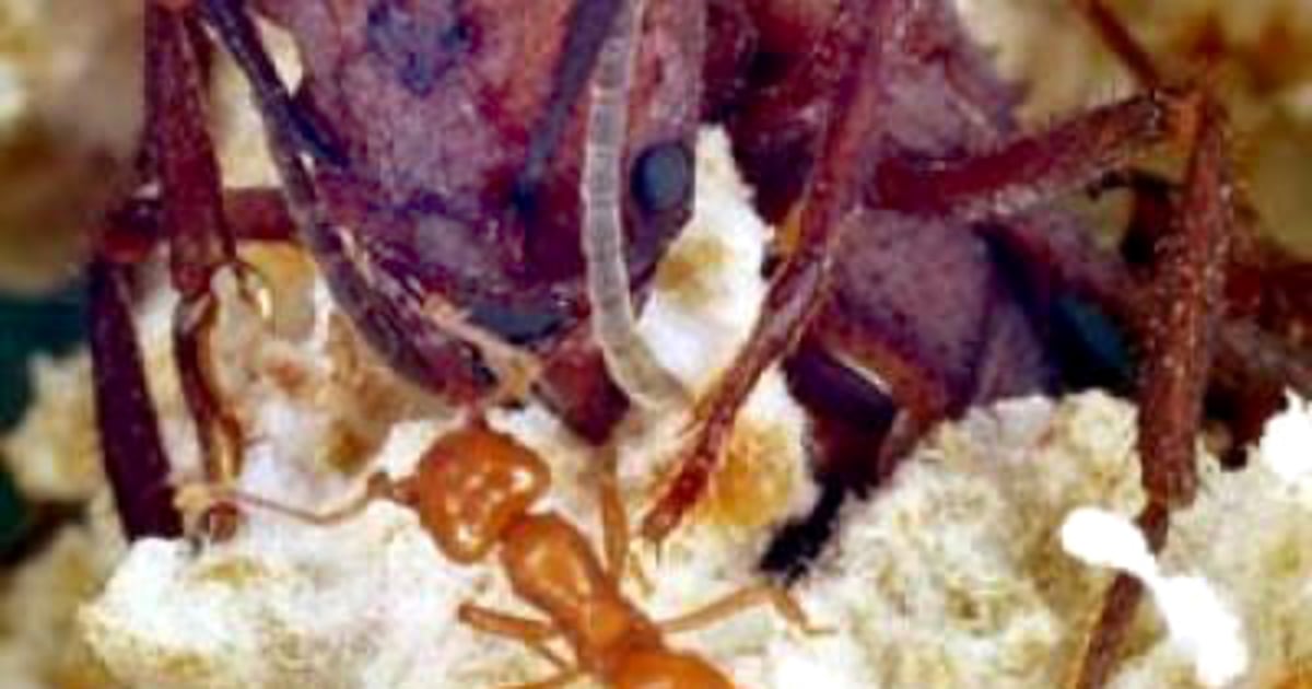 Ants riddled with cheating and corruption
