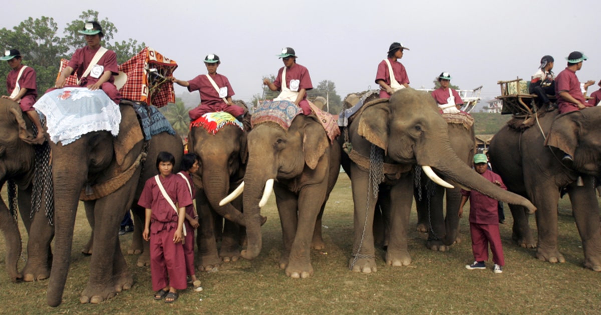 Battle for survival in 'Land of Million Elephants'