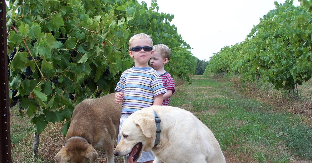 Unleash summer in petfriendly wine country