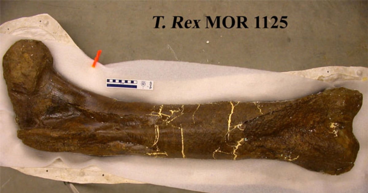 レア！ キリン ★ 大腿骨（femur leg bone） 080424-trex-bone-hmed.jpg