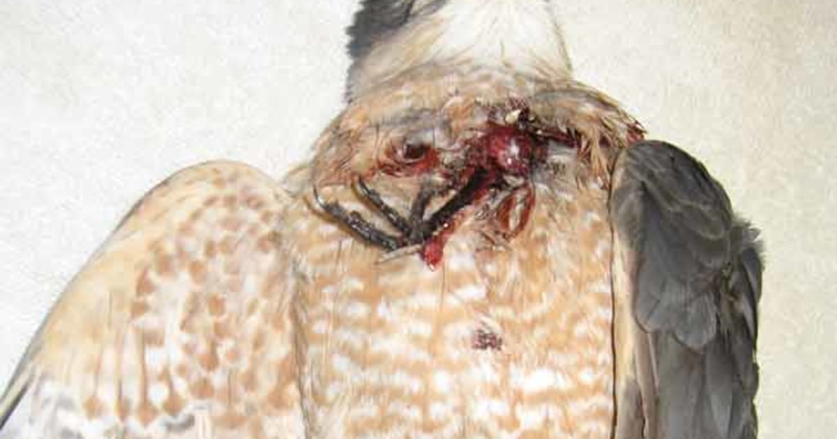 Did eaten songbird claw its way through hawk?