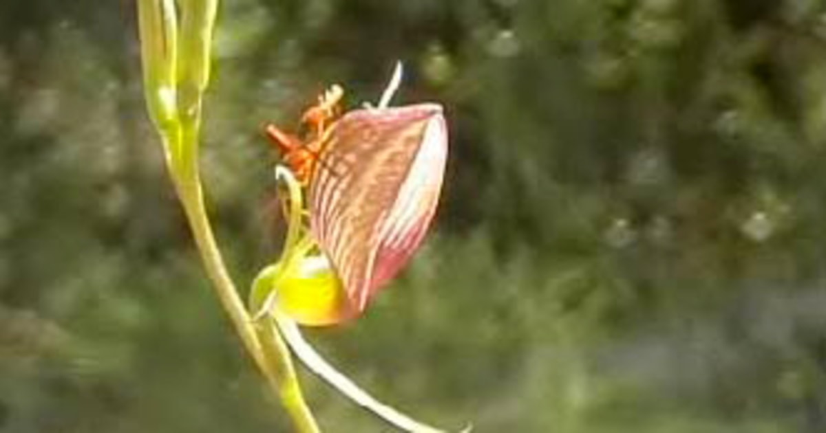 Male wasps make love orchids