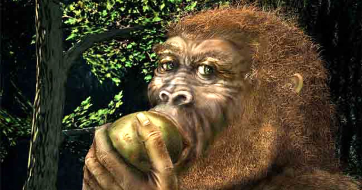 Nutcracker Man strangely preferred fruits