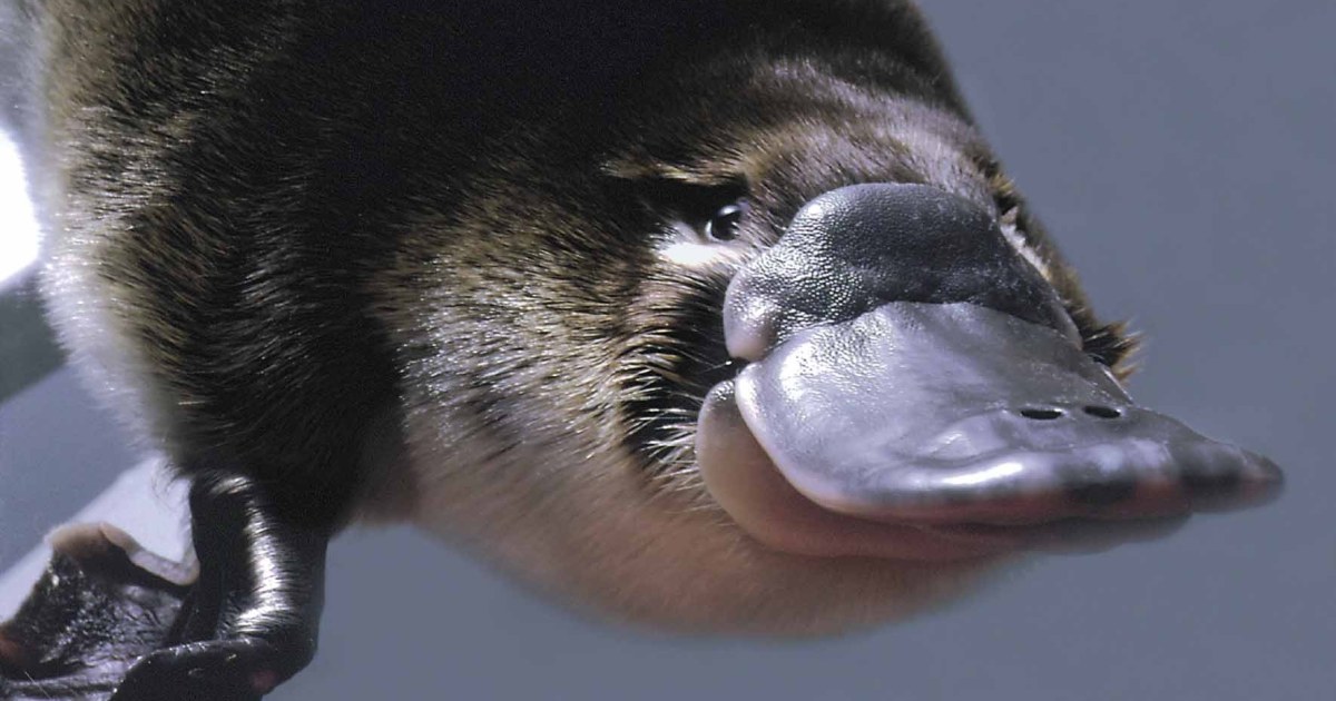 platypus animal