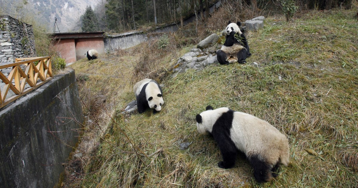 China's famous panda preserve reported safe