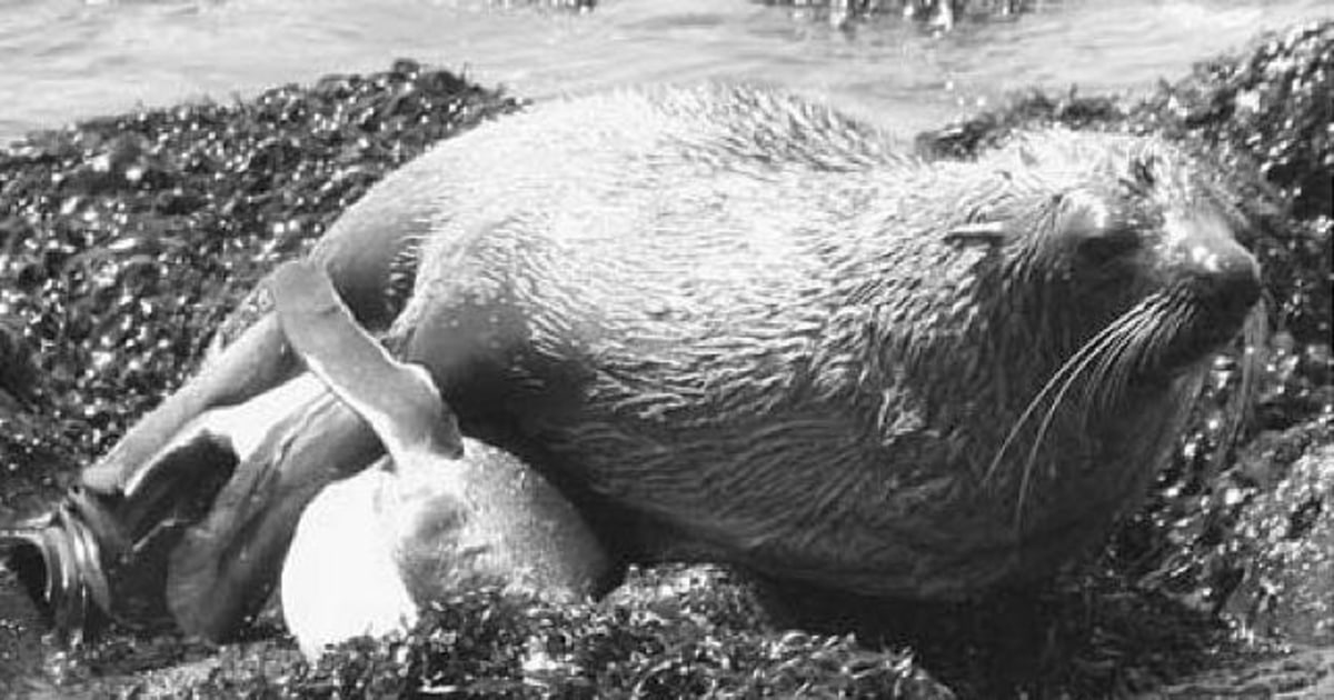 Seal caught on tape molesting a penguin