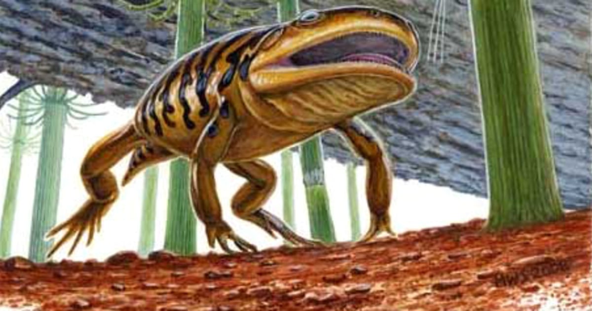 ‘Frogamander’ fossil fills evolutionary gap