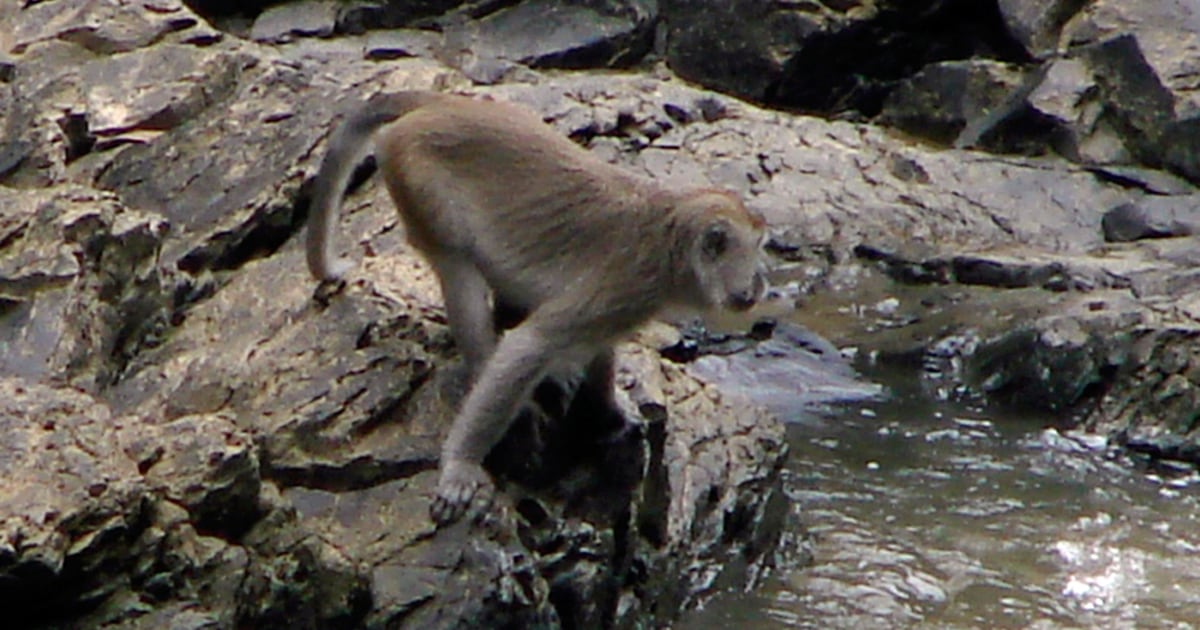 How to feed sea monkeys - Quora