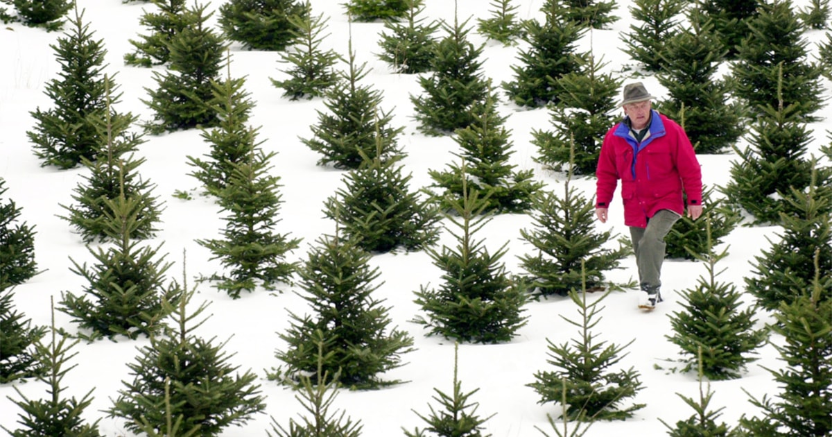 How science is building a better Christmas tree