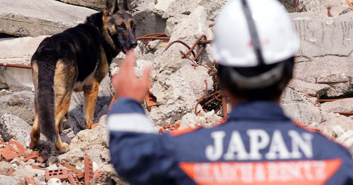 Top rescue dogs face off in championship