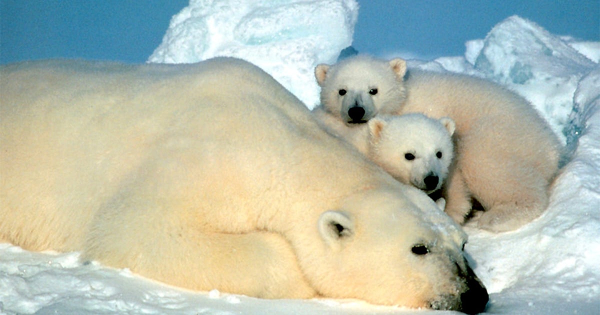 Dark future for white animals in warm Arctic