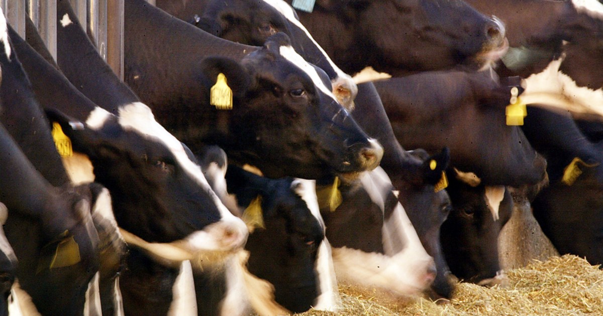 Scientists create genetic map of cattle