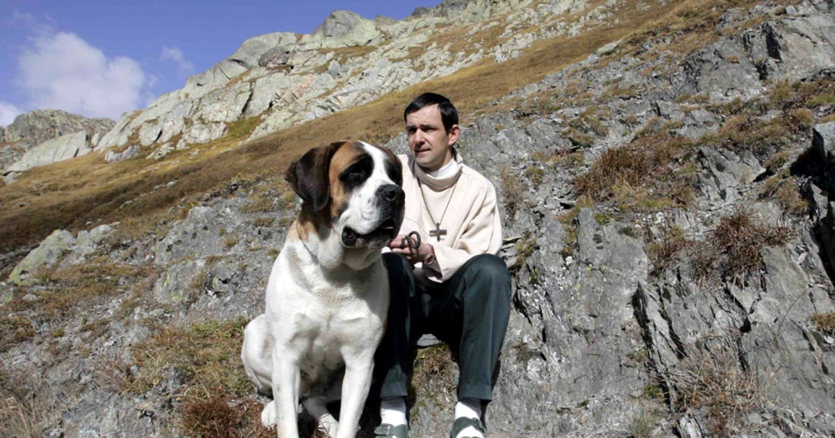 Monks seek homes for St. Bernard rescue dogs