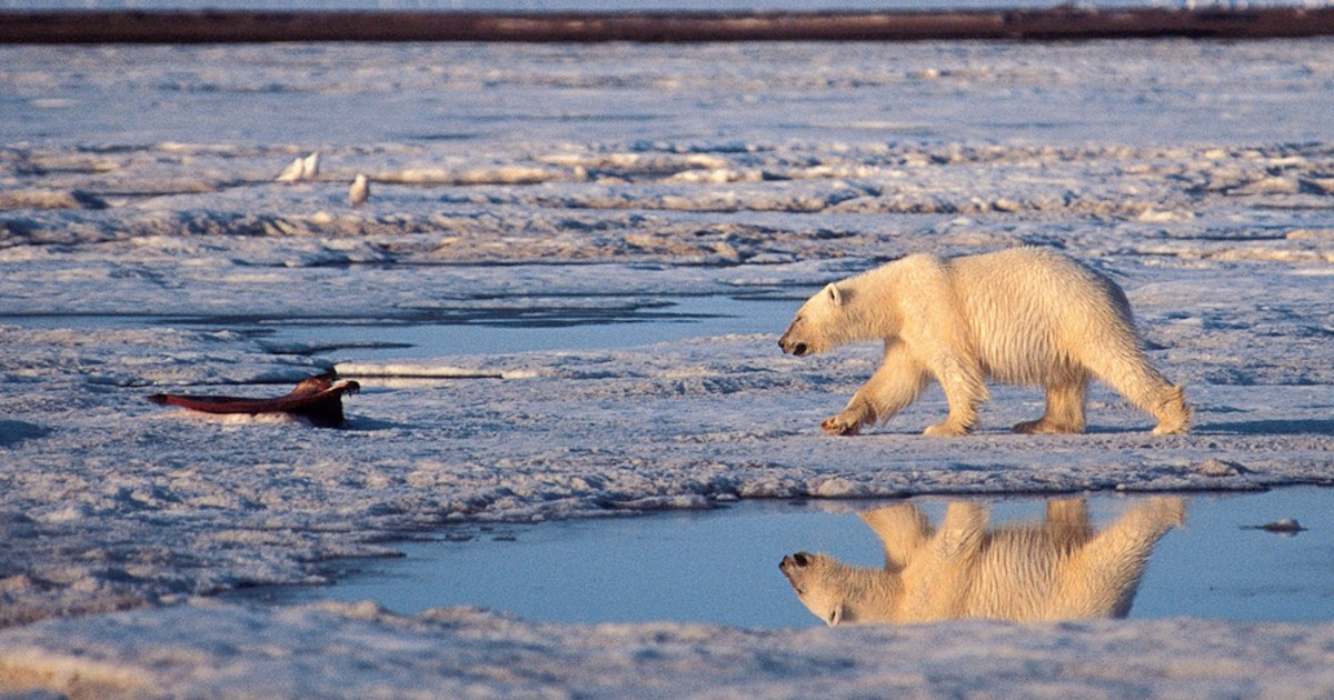 Climate explained: why is the Arctic warming faster than other