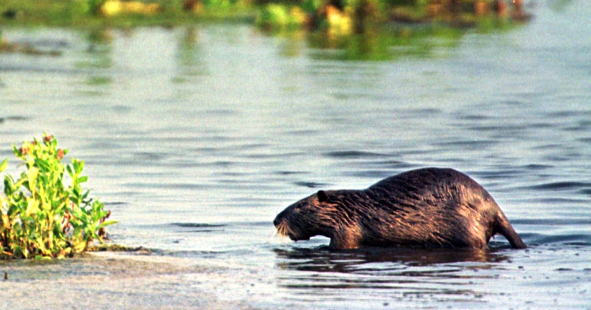 Maryland battles the nutria