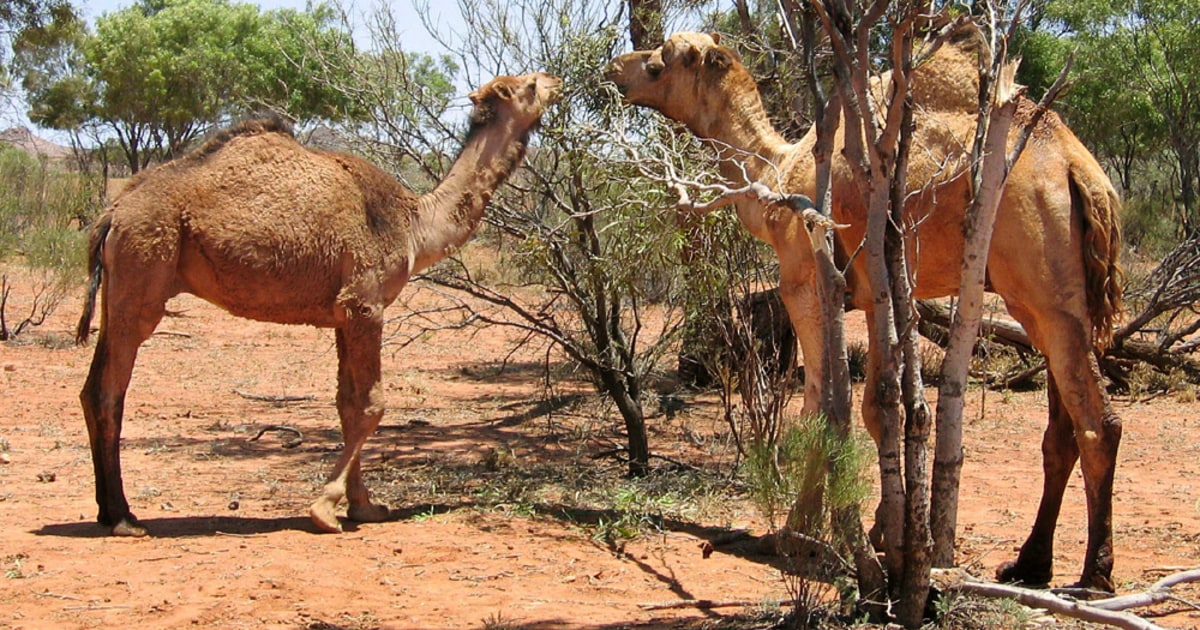 ufuldstændig krabbe Villig Camels may overrun Australian Outback