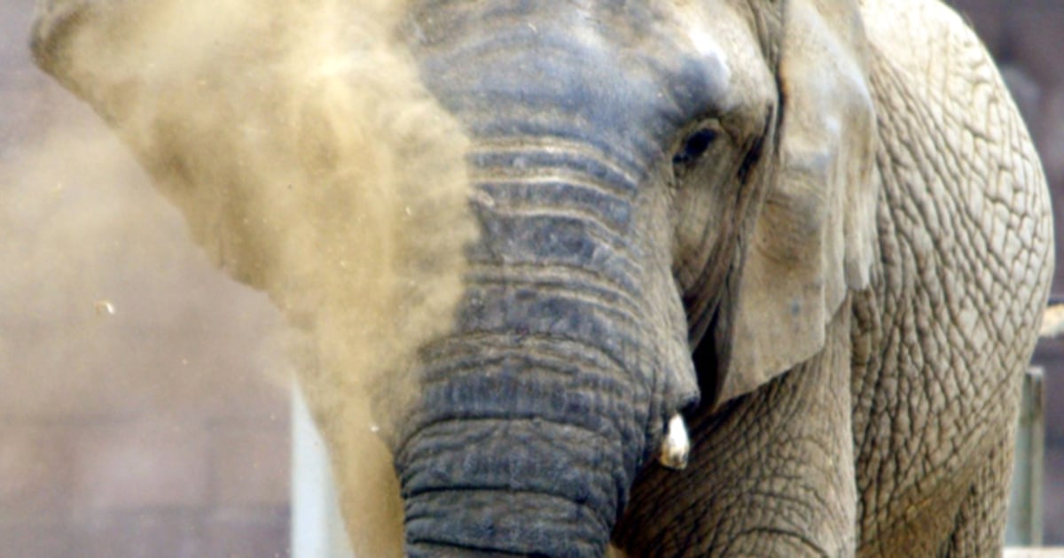 S.F. Zoo gives up its last elephant