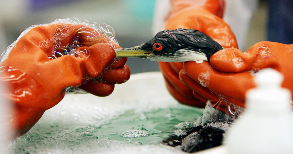 Oil kills hundreds of birds on Calif. coast