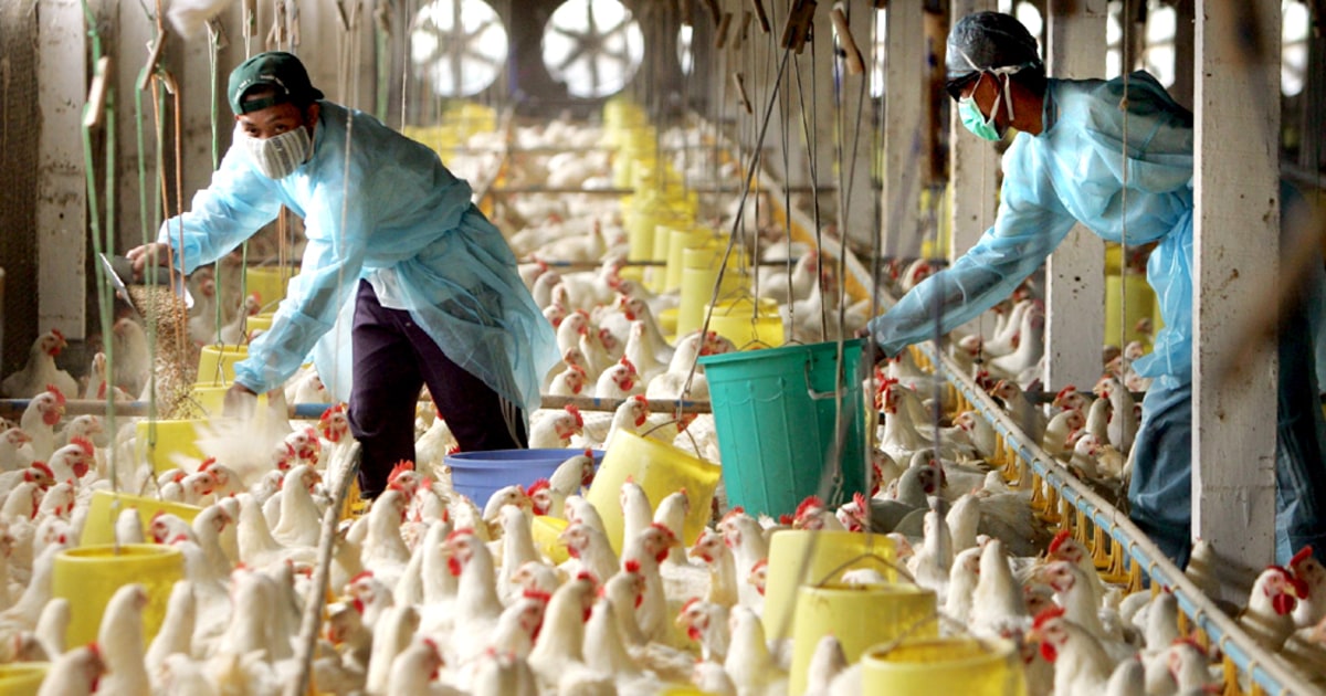 WHO Bird flu pandemic is imminent