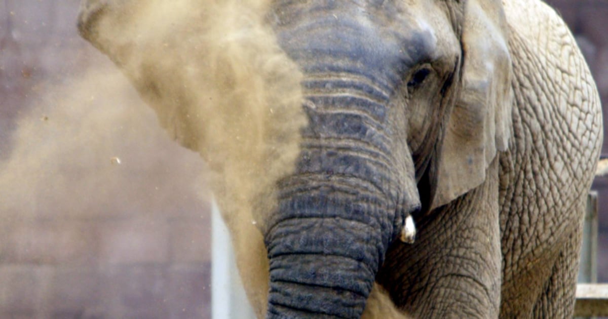 Elephant deaths at zoos reignite animal debate